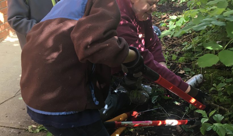 Trimming Foliage